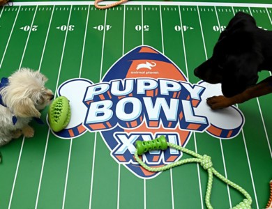 US REPORT: TUESDAY, FEBRUARY 15, 2022: THE SUPER BOWL SURPASSES 2021 VALUES, THE PUPPY BOWL TOPS THE CABLE DEMO